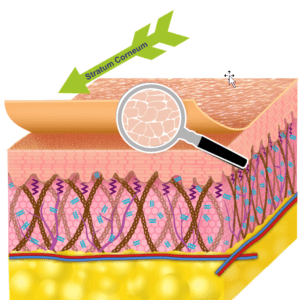 Skin Barrier Course